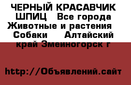 ЧЕРНЫЙ КРАСАВЧИК ШПИЦ - Все города Животные и растения » Собаки   . Алтайский край,Змеиногорск г.